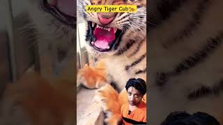 Dangerous Tiger Cub shorts cubs tiger tigerfamilylife [upl. by Thelma]