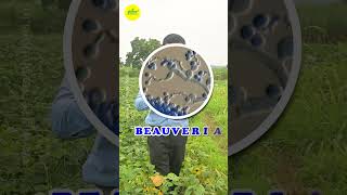 Natural Pest Control with Beauveria bassiana  Biopesticide Fungus  Biological Pest Management [upl. by Alphonsa]