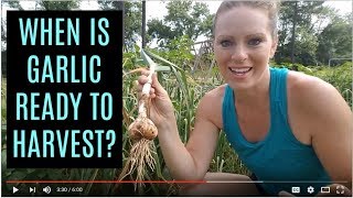 When to Harvest Garlic  a unique tip for curing and storage [upl. by Goodden913]