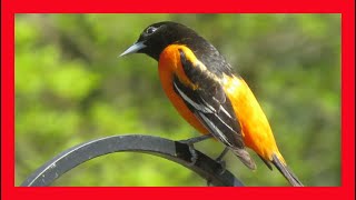 Baltimore Oriole Song Baltimore Oriole Call BBaltimore Oriole Sound Baltimore Oriole Singing [upl. by Patricia597]