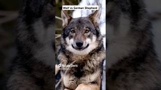 German Shepherd vs Wolfdog germanshepherd wolf shorts youtubeshorts [upl. by Elle989]