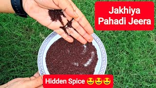 जखिया का पौधा । Hidden Himalayan Spice 🤩 [upl. by Sidnala]