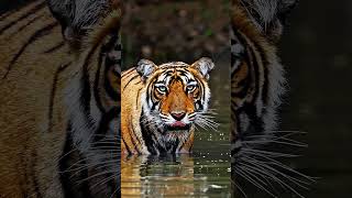 Witness the power and grace of a Bengal tiger as it moves through water in an Indian forest [upl. by Vladi]