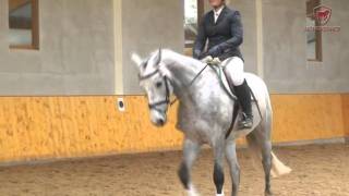 Auktionspferd von Hengst Aljano  Auction Horse by Stallion Aljano [upl. by Anihsak]