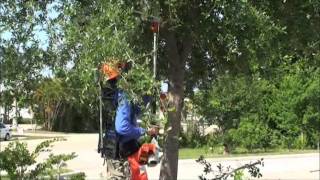 Arborist Harness  Pruning an Oak [upl. by Rider24]