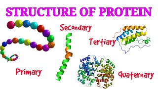 structure of protein  protein structure in tamil  pgtrb chemistry unit 3  protein in tamil [upl. by Lagiba97]