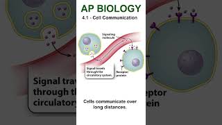 AP Bio  41 Long Distance Contact apbiology cellularcommunication [upl. by Meedan203]