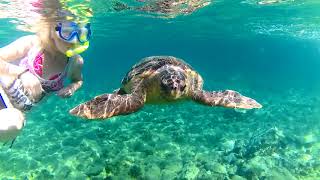 Zakynthos Laganas Caretta Caretta [upl. by Lotty]