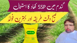 Use of Single Super Phosphate SSP ka Estimal Ghulam Shabeer Velogs [upl. by Reagan359]