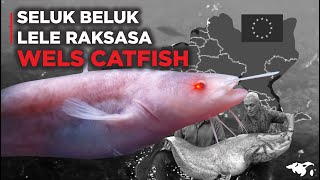 PEMAKAN BURUNG SELUK BELUK IKAN WELS CATFISH SI LELE RAKSASA TERBESAR DI DUNIA [upl. by Ardussi]