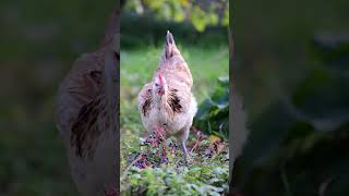 Roosters and hens pecking wild grapes [upl. by Tannie]