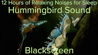 Hummingbird Sounds Hummingbird Sound Hummingbird Sound Effect Deep Sleep Focus Healing Study [upl. by Favrot197]