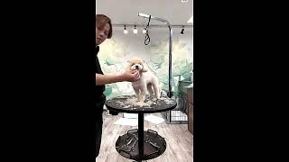 Dog Grooming Cutting Hair  Dog Cutting Hair Video 8 [upl. by Nairrot]