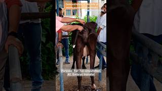 Demonstration of sacrococcygeal anaesthesia in cattle anaesthesia sacrococcygeal cow doctor [upl. by Shaver]