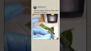 See how oxygen comes out of a leaf science biology viralvideo technology ytshort bdnshorts [upl. by Sedberry988]