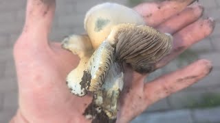 I Found A Mushroom Growing Life Hack [upl. by Anitsirhc131]