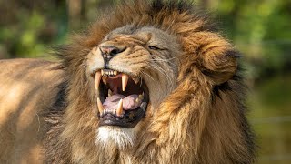 Spiritual Warfare  SHOFAR and LIVE Lion ROARS  EXTREMELY LOUDER THAN LOUD [upl. by Aivila]