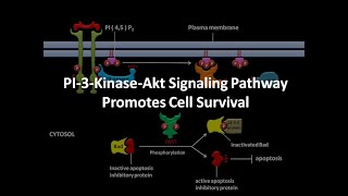 PI3 kinase Akt Signaling Pathway [upl. by Adrea470]