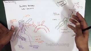 Axilla  Contents  Artery  Lymph Nodes  Detailed [upl. by Wehner365]