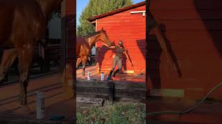 suddleny the hose is terrifying fyp fyppppppppppppppppppppppp fypシ゚viral viraltiktok horse [upl. by Noseaj]