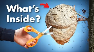 Whats Inside a Wasp Nest [upl. by Heaps]