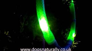 LED Leuchtie Dog Collar Dogs Naturally [upl. by Ramoh]