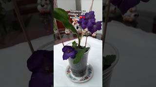 A la Antiguita  Streptocarpus Violeta ❤💋🍀🌸 [upl. by Eural970]