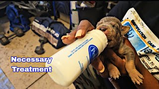 Bottle Feeding Syringe Feeding Oliver aka Oli  XL American Bully Puppy [upl. by Arihs850]