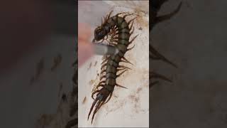 Whats the difference between a centipede and a millipede Part 3 science minibeasts stem [upl. by Lynette]