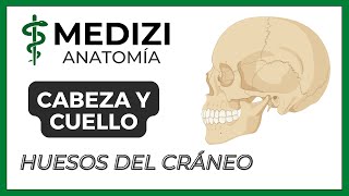 Anatomía de Cabeza y Cuello  Huesos de la cabeza Cráneo [upl. by Cired429]