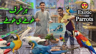 Biggest Setup Of Rare Exotic Parrots at Saddar Birds Market Karachi  Macaw Parrot Cockatoo Parrot [upl. by Len]