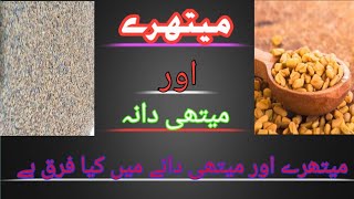 Maithre aur methi dana  میتھرے اور میتھی دانہ what is fenugreek seeds  what is graecum seeds [upl. by Mears]