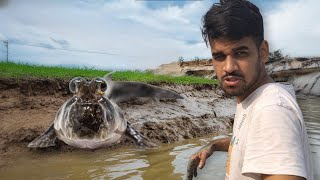 I Caught some Cool Looking Crabs amp Mudskipper During Fishing In The Wild [upl. by Anglo399]