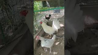 White kelso breedersbackyardchickens [upl. by Yesnyl]