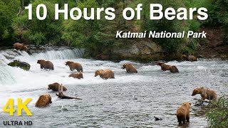 Over 10 Hours of Brown Bears In 4k High Definition  Video for Dogs Cats Pets and People [upl. by Powel]