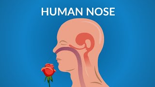 Human Nose Functions  How your Nose Works [upl. by Nosredneh638]