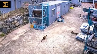 Weasel Hunting Cat with the Help of Partner Weasel vs Cat WeaselAttack AnimalAttack Weasel [upl. by Ykcin702]