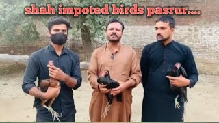 shah impoted birds pasrurbreeding setup burmi pakoye panus and etc [upl. by Bobine]