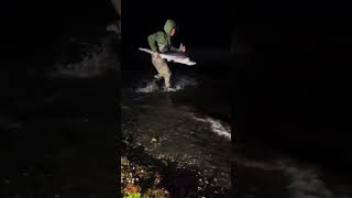 Sandbar shark fun saltlife [upl. by Hersh]