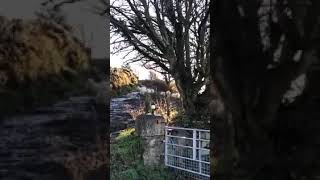 Get ewe moving youtubeshorts sheepfarm sheeps workingdogs sheephusbandry [upl. by Ahsinot]