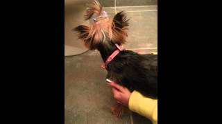 Yorkie reverse sneezing What is this [upl. by Meer]