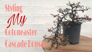 How to  Styling My Cotoneaster Cascade Bonsai [upl. by Favian]