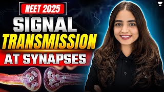 Signal Transmission at Synapses  Neural Control and Coordination NEET 2025  Apeksha Singh neet [upl. by Llezo]