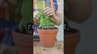 Top Tips To Control Insects at Home insects fyp homeworklance shorts insectsolution [upl. by Primalia]