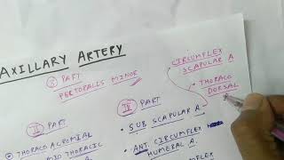 Axillary Artery Branches  Upper Limb Anatomy  TCML [upl. by Oneg]