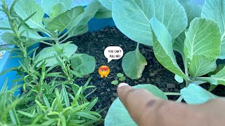 Are These Vegetable Sprouts or Weeds in The Garden Should I Let Them Live [upl. by Sioux280]