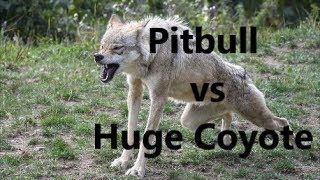 Pitbull Dog vs Huge Coyote Fight  WHO WINS   REAL ATTACK [upl. by Rolat]