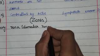 histology of adrenal gland  adrenal cortex and medulla  zones of adrenal cortex  zona reticularis [upl. by Yeclehc]