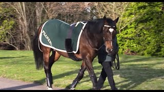 Juddmonte Farms  Behind The Scenes with Frankel and Kingman [upl. by Llewsor]