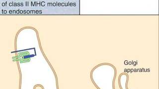 The Class II MHC Pathway of Antigen Presentation [upl. by Haianeb]